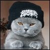 Картинка bookcat